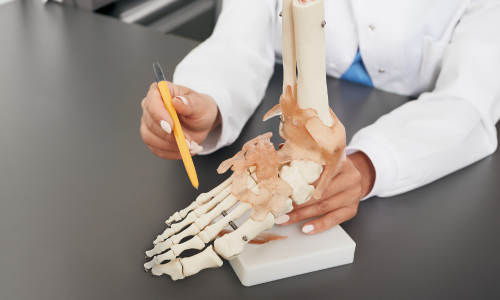 A doctor showing the anatomy of feet with a 3D foot diagram.